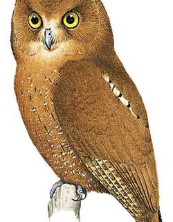 栗角鸮 / Simeulue Scops Owl / Otus umbra