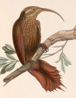 大镰嘴䴕雀 / Greater Scythebill / Drymotoxeres pucheranii