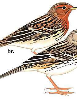 红喉鹨 / Red-throated Pipit / Anthus cervinus