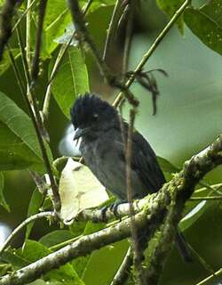 蓝灰厚嘴霸鹟 / Slaty Becard / Pachyramphus spodiurus