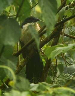 蓝头鸦鹃 / Blue-headed Coucal / Centropus monachus