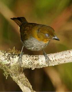 短嘴灌丛唐纳雀 / Yellow-whiskered Bush Tanager / Chlorospingus parvirostris