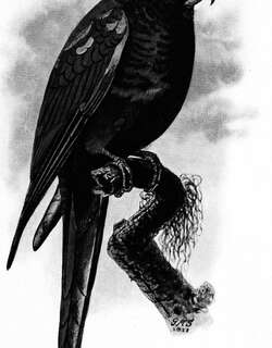 圣马塔鹦哥 / Santa Marta Parakeet / Pyrrhura viridicata