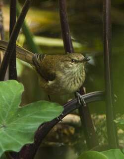马岛沼泽苇莺 / Madagascan Swamp Warbler / Acrocephalus newtoni