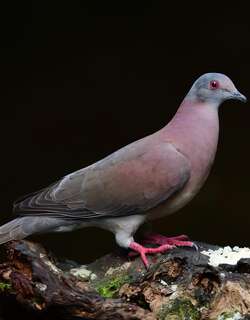 淡腹鸽 / Pale-vented Pigeon / Patagioenas cayennensis