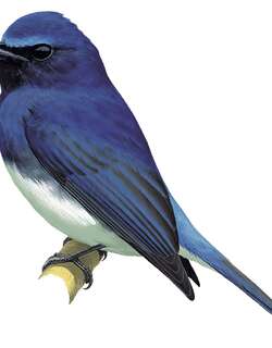 鲁氏仙鹟 / Rück’s Blue Flycatcher / Cyornis ruckii