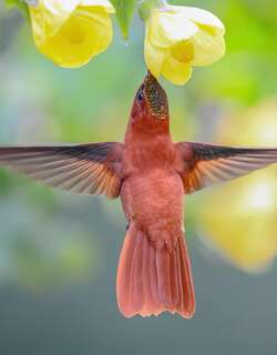 火冠蜂鸟 / Juan Fernandez Firecrown / Sephanoides fernandensis