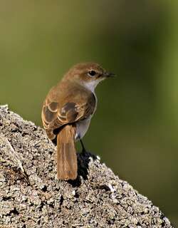 马尔鹟 / Marico Flycatcher / Melaenornis mariquensis