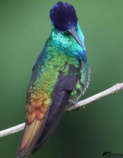 金尾蜂鸟 / Golden-tailed Sapphire / Chrysuronia oenone