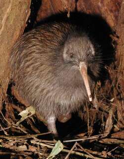 北岛褐几维鸟 / North Island Brown Kiwi / Apteryx mantelli