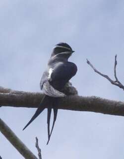 须凤头雨燕 / Moustached Treeswift / Hemiprocne mystacea
