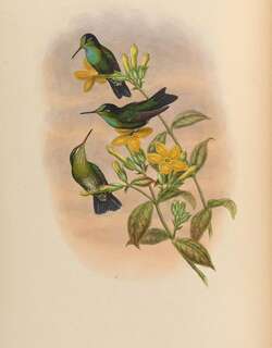 黑眉辉蜂鸟 / Velvet-browed Brilliant / Heliodoxa xanthogonys