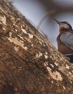 印度䴓 / Indian Nuthatch / Sitta castanea