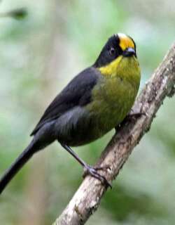 黄枕薮雀 / Pale-naped Brushfinch / Atlapetes pallidinucha