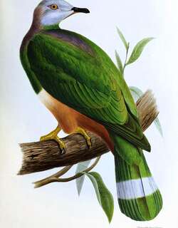 红腹皇鸠 / Pink-bellied Imperial Pigeon / Ducula poliocephala