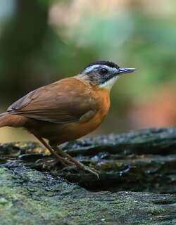 黑冠幽鹛 / Black-capped Babbler / Pellorneum capistratum