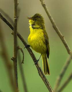 黄捕蝇莺 / African Yellow Warbler / Iduna natalensis