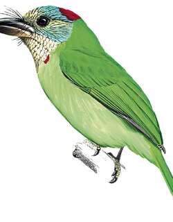 山拟䴕 / Mountain Barbet / Psilopogon monticola