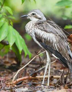 长尾石鸻 / Bush Stone-curlew / Burhinus grallarius
