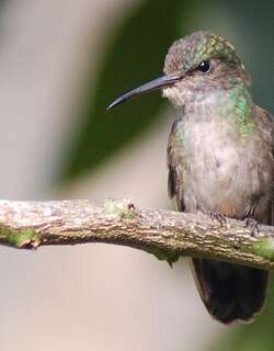 白颊红嘴蜂鸟 / White-chinned Sapphire / Chlorestes cyanus