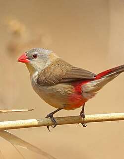 黄胸梅花雀 / Fawn-breasted Waxbill / Estrilda paludicola