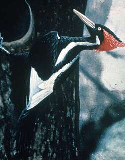 象牙嘴啄木鸟 / Ivory-billed Woodpecker / Campephilus principalis