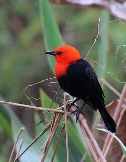 红头黑鹂 / Scarlet-headed Blackbird / Amblyramphus holosericeus