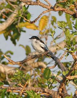 白肩鸣鹃鵙 / White-shouldered Triller / Lalage sueurii
