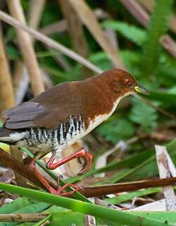 棕胁田鸡 / Rufous-sided Crake / Laterallus melanophaius