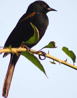 杂色黑拟鹂 / Variable Oriole / Icterus pyrrhopterus