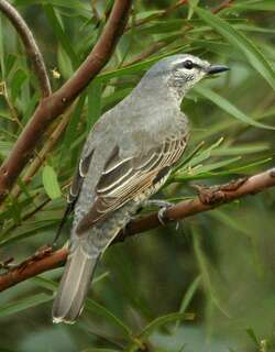 长嘴鹃鵙 / Common Cicadabird / Edolisoma tenuirostre