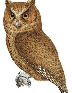 巴拉望角鸮 / Palawan Scops Owl / Otus fuliginosus