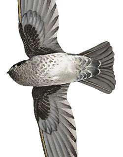 毛趾金丝燕 / Plume-toed Swiftlet / Collocalia affinis