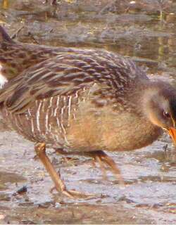 长嘴秧鸡 / Clapper Rail / Rallus crepitans