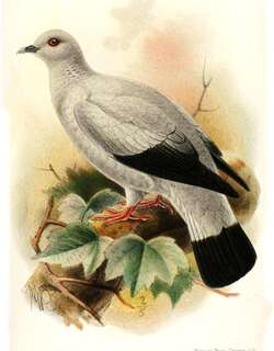 银鸽 / Silvery Pigeon / Columba argentina