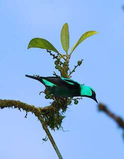 红腿锥嘴雀 / Scarlet-thighed Dacnis / Dacnis venusta