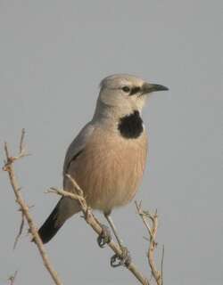 里海地鸦 / Pander’s Ground Jay / Podoces panderi