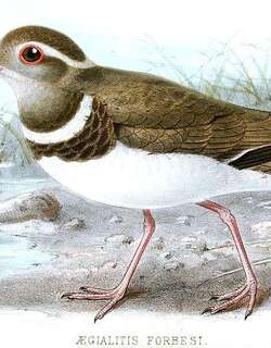 福氏鸻 / Forbes’s Plover / Charadrius forbesi