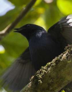 斯氏狭尾椋鸟 / Stuhlmann’s Starling / Poeoptera stuhlmanni