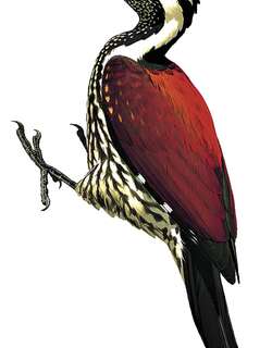 红背三趾啄木鸟 / Red-backed Flameback / Dinopium psarodes
