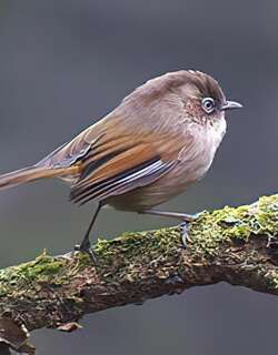 玉山雀鹛 / Taiwan Fulvetta / Fulvetta formosana