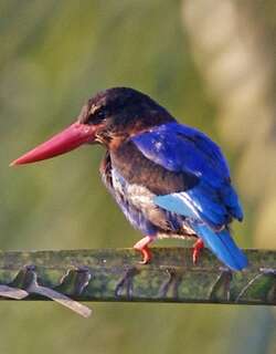 爪哇翡翠 / Javan Kingfisher / Halcyon cyanoventris