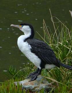 斑鸬鹚 / Australian Pied Cormorant / Phalacrocorax varius