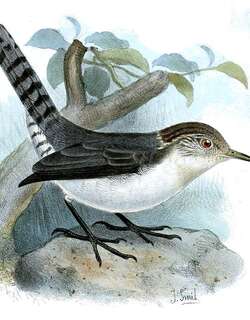 灰背锯嘴鹪鹩 / Grey-mantled Wren / Odontorchilus branickii