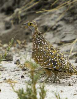 杂色沙鸡 / Burchell’s Sandgrouse / Pterocles burchelli