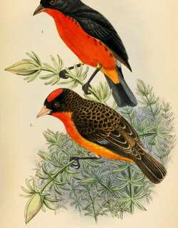 红胸雀 / Crimson-breasted Finch / Rhodospingus cruentus