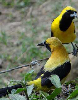 黄背拟鹂 / Yellow-backed Oriole / Icterus chrysater