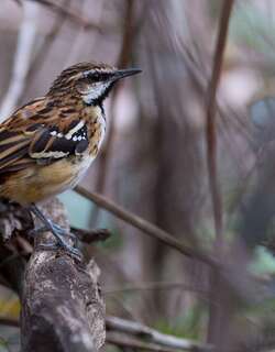 纹背蚁鹩 / Stripe-backed Antbird / Myrmorchilus strigilatus