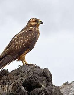 加岛鵟 / Galapagos Hawk / Buteo galapagoensis