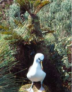 黄鼻信天翁 / Atlantic Yellow-nosed Albatross / Thalassarche chlororhynchos